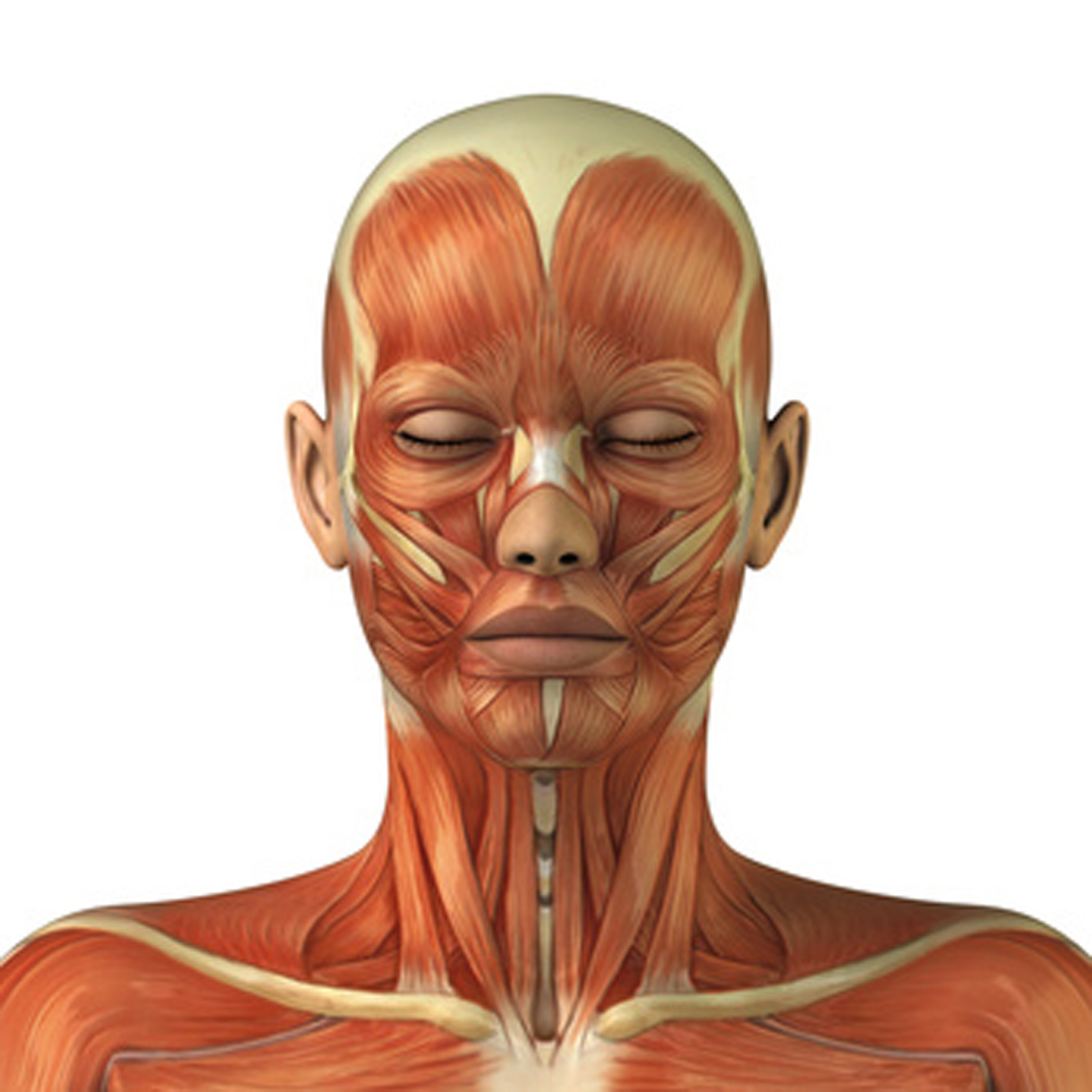 Косметология мышцы. Мышцы лица. Анатомия лица. Мышцы лица и шеи. Мышцы лица человека.